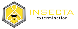 Insecta